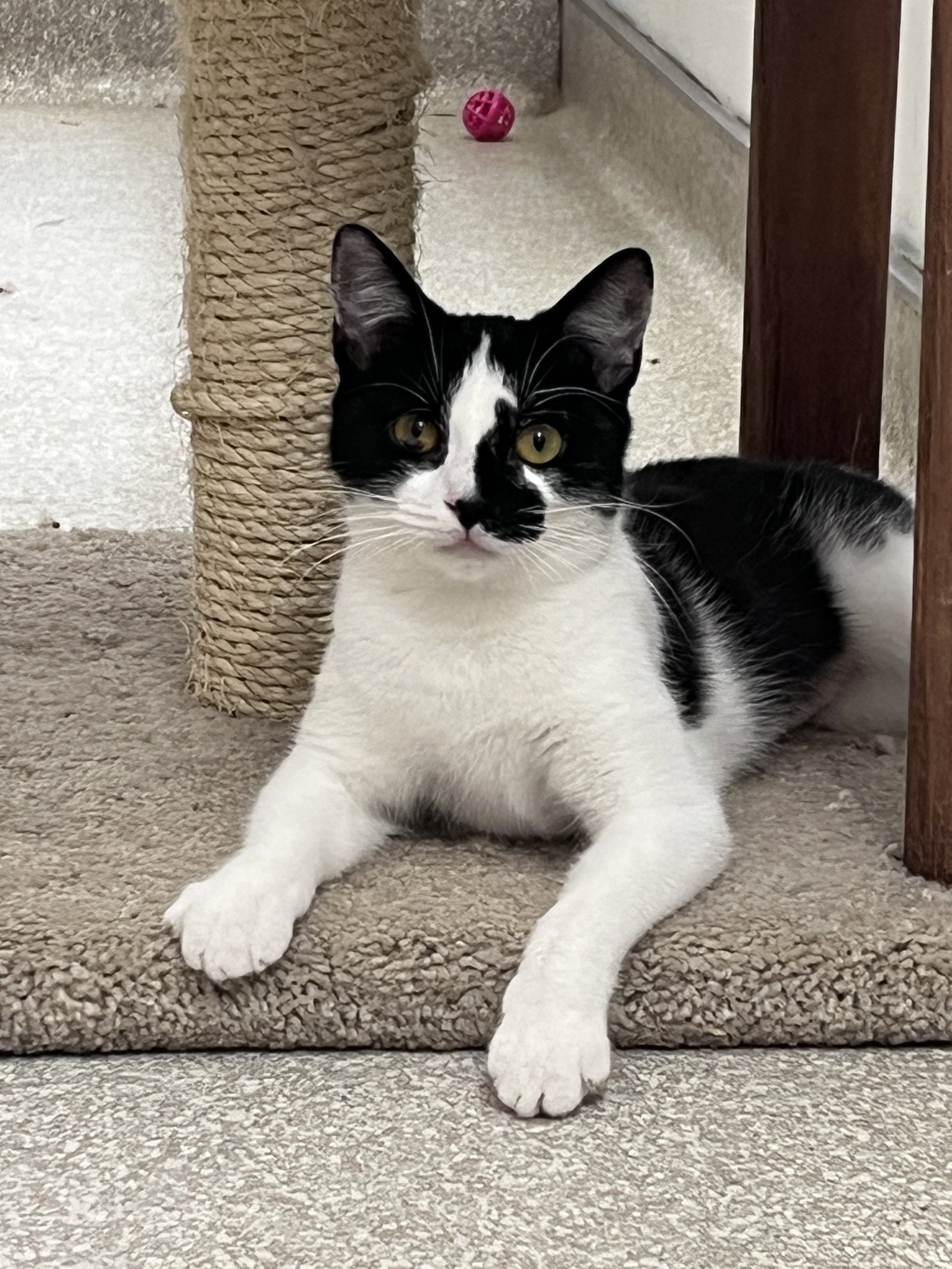 Kira KITTEN RM Image