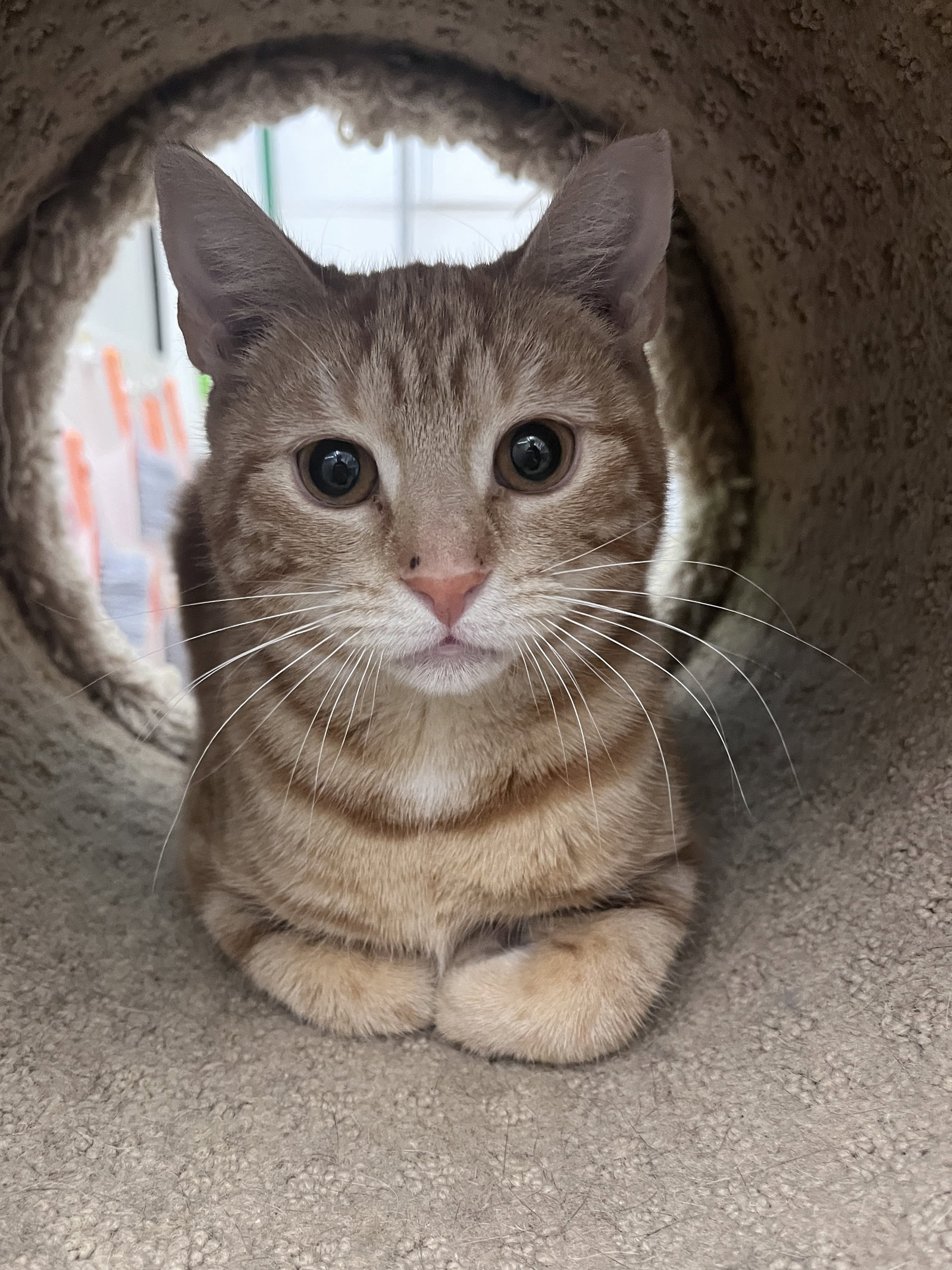 Tangy KITTEN RM Image