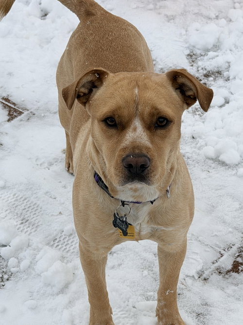 OPRAH ATHENS - Yellow Labrador Retriever available for adoption