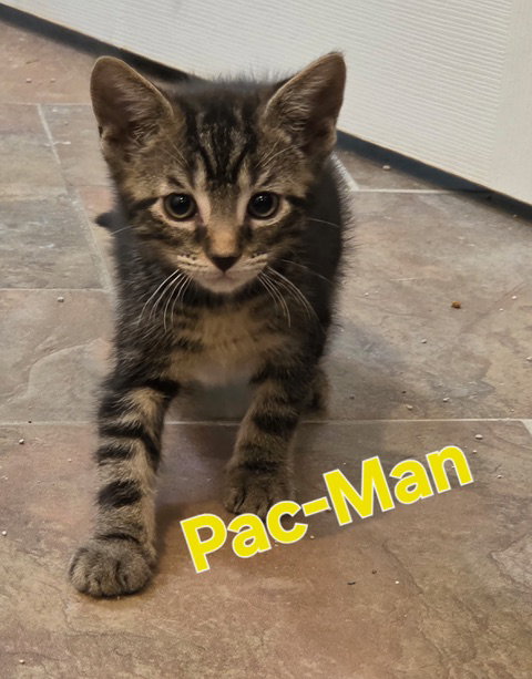 Lulu's Pac-Man KITTEN