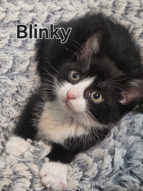 Lulu's Blinky KITTEN