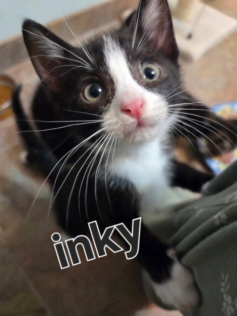 Lulu's Inky KITTEN