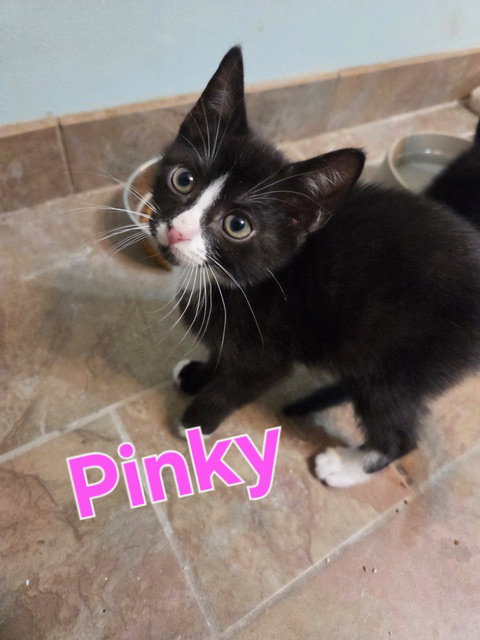 Lulu's Pinky KITTEN