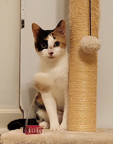 Bella KITTEN