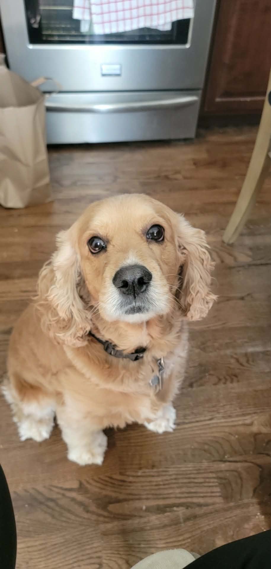 Gizmo NJ Image
