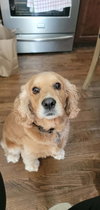 Gizmo NJ - Photo 1