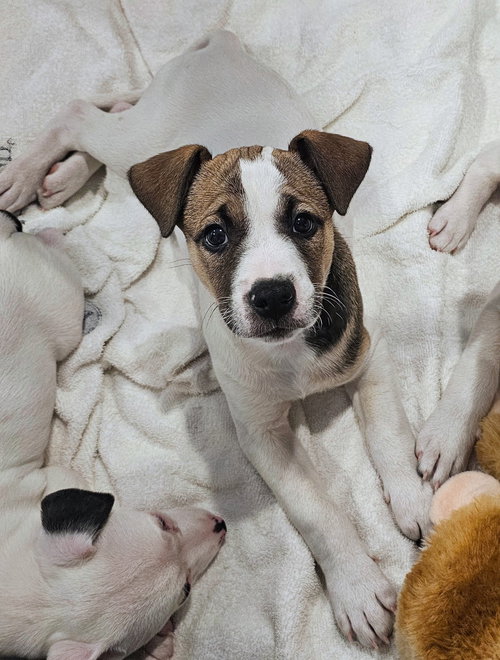 ANYA'S ARCTIC - Labrador Retriever available for adoption