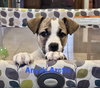 Anya's Arctic - Photo 2