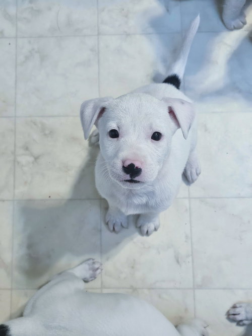 Anya's Snowball