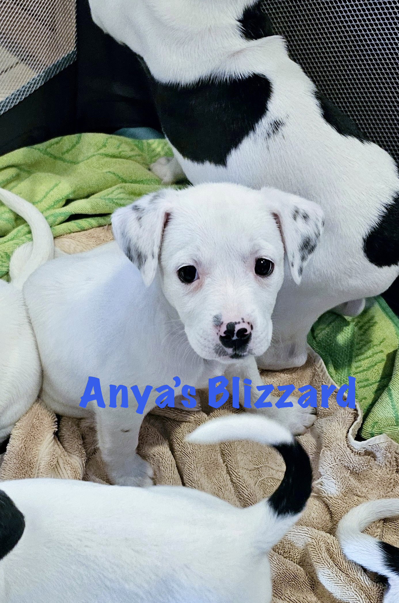 Anya's Blizzard Image