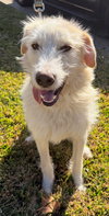 Daisy Mae Lonestar