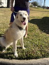 Daisy Mae Lonestar