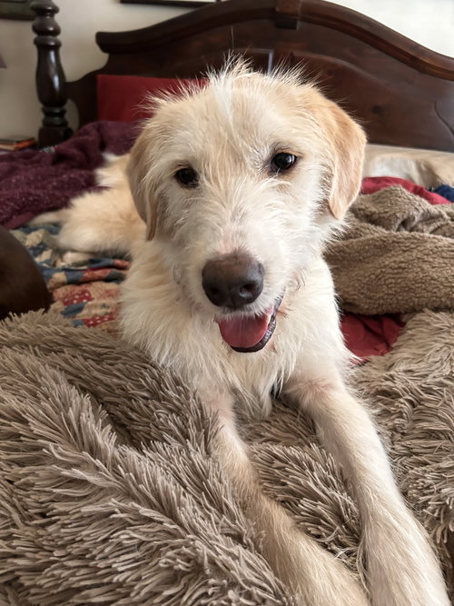 Daisy Mae Lonestar