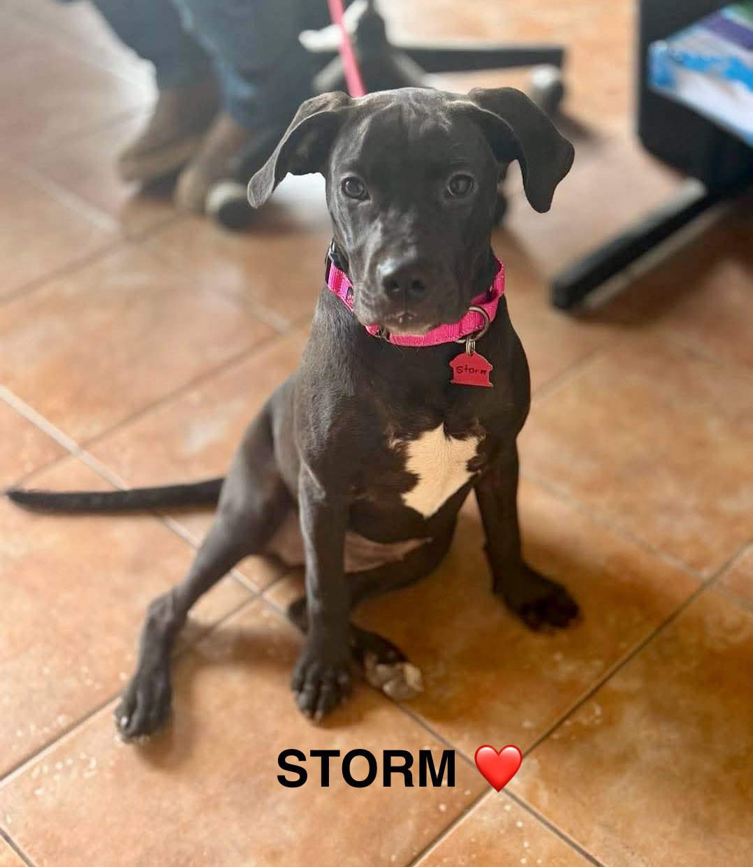 Storm Lonestar Image