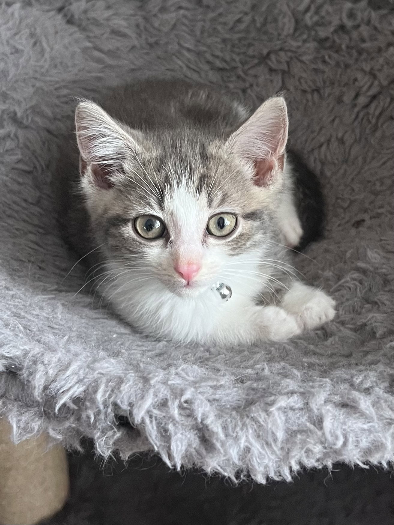 Holly's Twig KITTEN Image