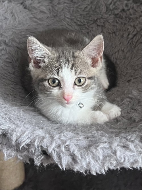 Holly's Twig KITTEN