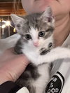 Holly's Twig KITTEN