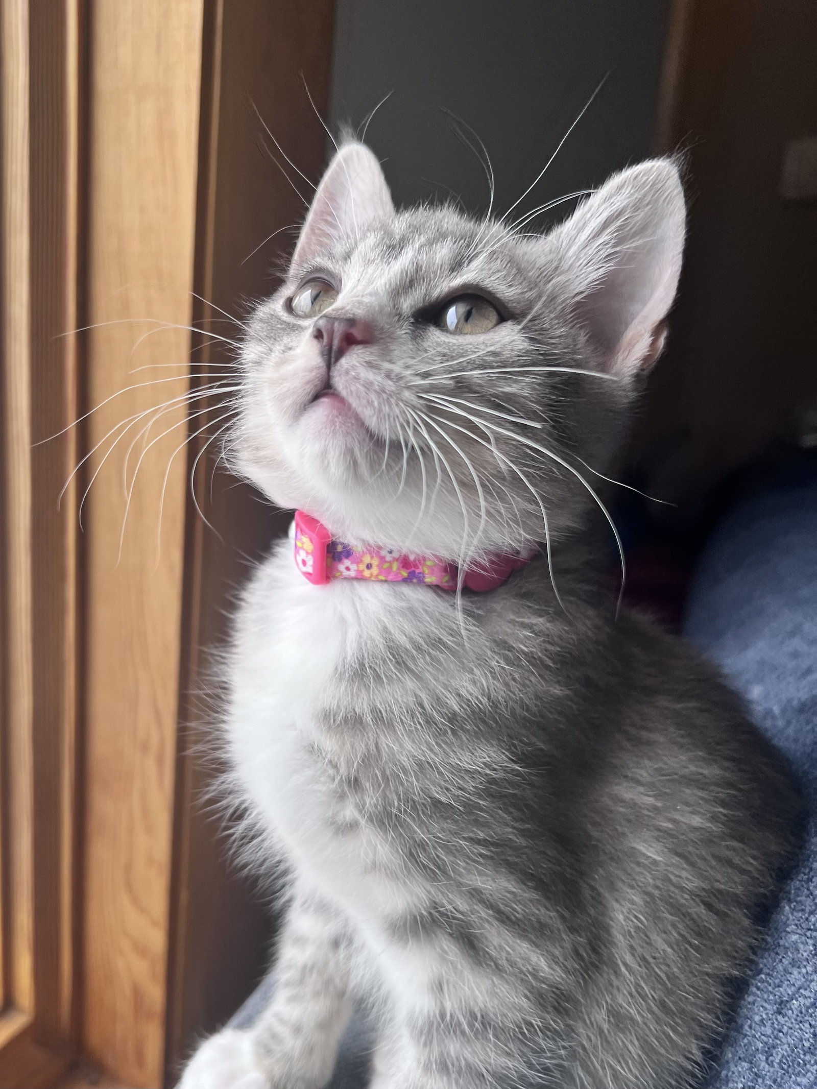 Holly's Sprig KITTEN Image