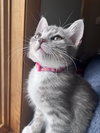 Holly's Sprig KITTEN - Photo 1