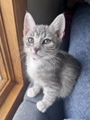 Holly's Sprig KITTEN
