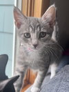 Holly's Sprig KITTEN