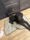 Rocky (Pascal Louisiana) - Photo 7