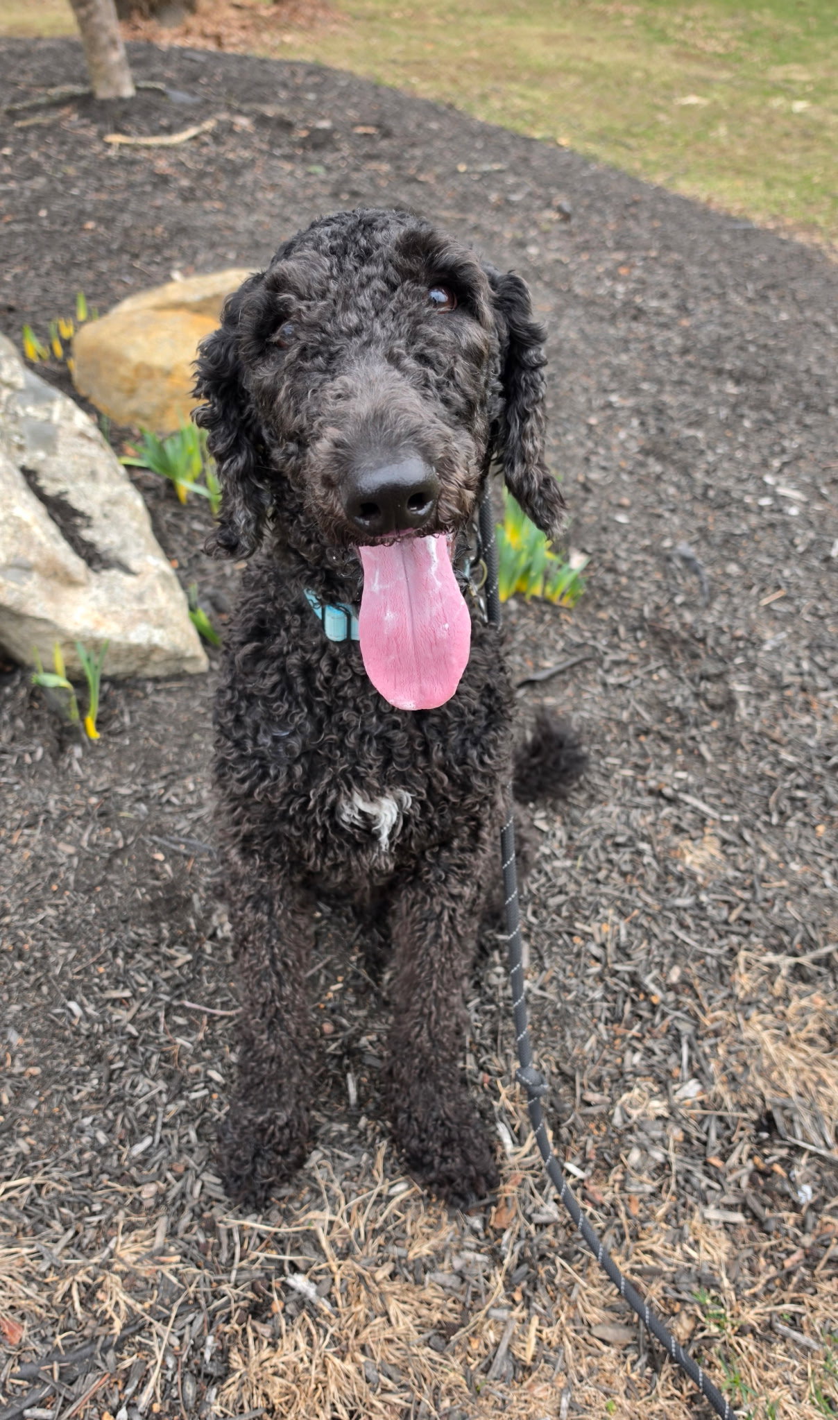 Rocky (Pascal Louisiana) Image