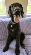 Rocky (Pascal Louisiana) - Photo 5