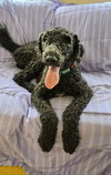Rocky (Pascal Louisiana) - Photo 3