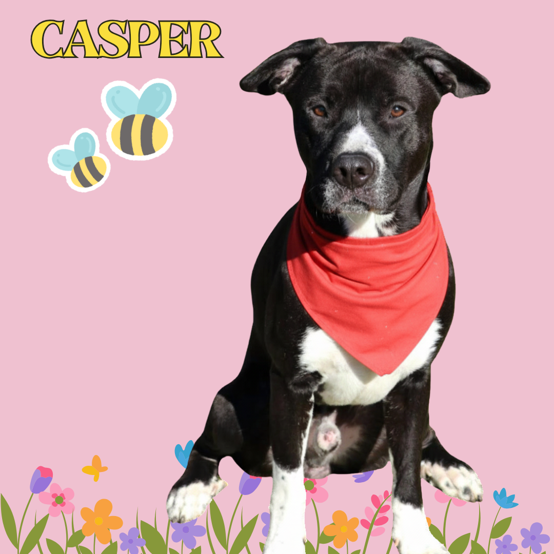 Casper Athens Image