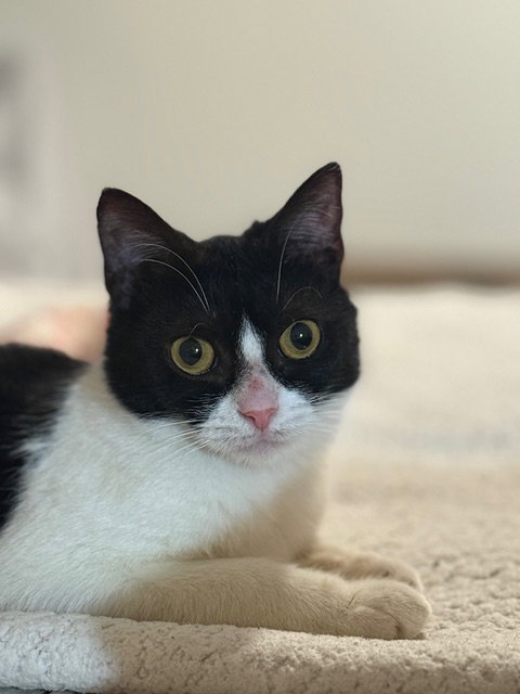 Addie KITTEN Image