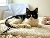 Addie KITTEN