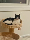 Addie KITTEN
