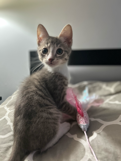 Nadia's Arthur KITTEN Image