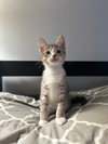 Nadia's Arthur KITTEN