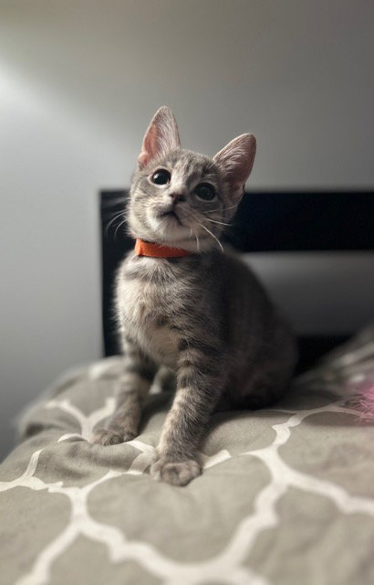 Nadia's Milo KITTEN Image