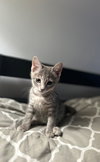 Nadia's Milo KITTEN