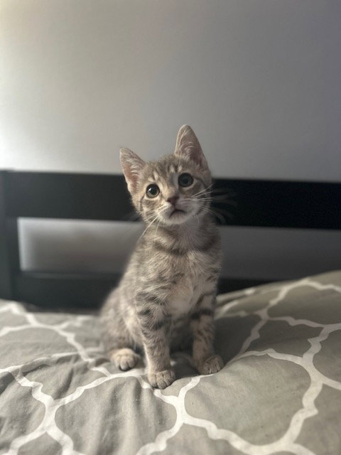 Nadia's Astro KITTEN Image
