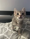 Nadia's Astro KITTEN