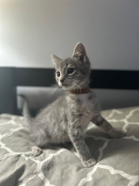 Nadia's Rocky KITTEN Image