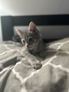 Nadia's Rocky KITTEN