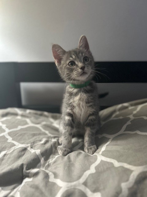 Nadia's Luna KITTEN