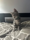 Nadia's Luna KITTEN