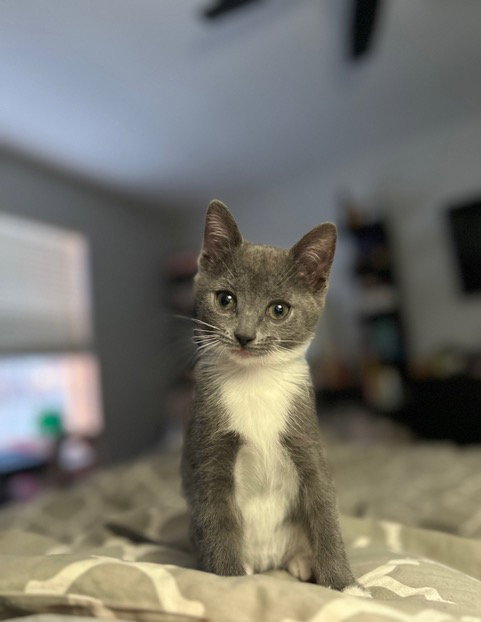 Nadia's Willow KITTEN