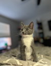 Nadia's Willow KITTEN