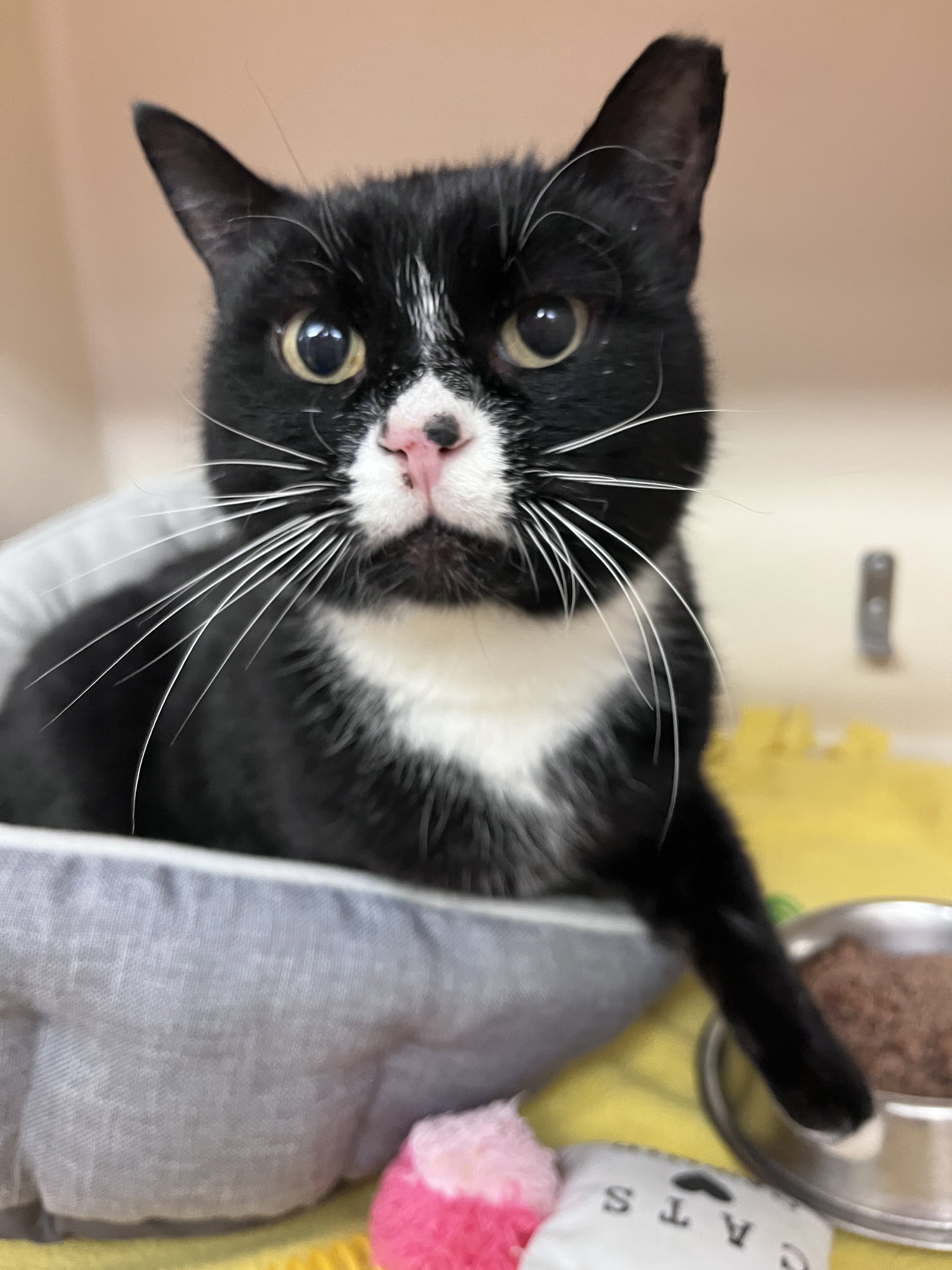 Sylvester RM Image
