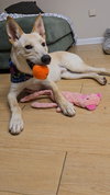 Noodle GCH