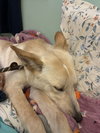 Noodle GCH