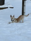 Noodle GCH