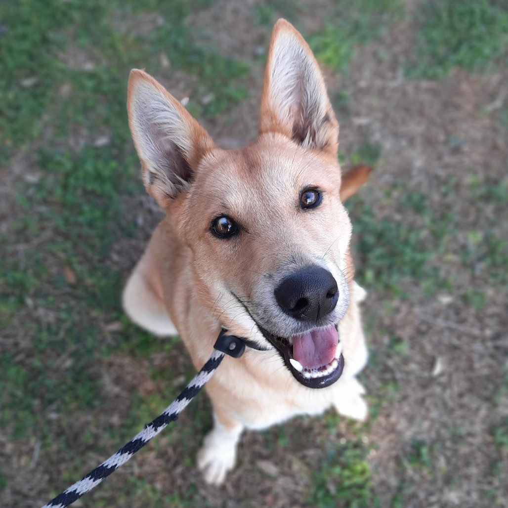 Darcy GCH Image